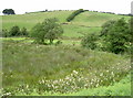 Marsh flower display