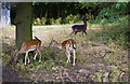 Fallow Deer