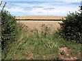 Wheat field by Hayne Lane