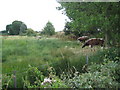 Walthamstow Marshes: English Longhorn cattle