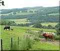 Cattle at Ferns of Cloquhat