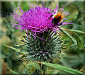 Thistle, Glasswater Wood near Crossgar