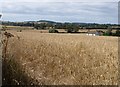 Barley by Sandford Hill