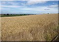 Barley by Sandford Hill