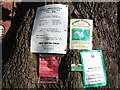 Notices pinned to tree, Burton Green School