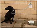 Bradford-on-Avon: puppy parking in The Shambles