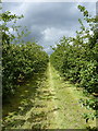 Orchard north of Atterley House Farm