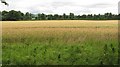 Wheat fields, Gattonside