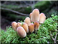 Coprinellus micaceus in Granston Wood