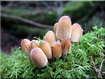 SM8933 : Coprinellus micaceus in Granston Wood by Natasha Ceridwen de Chroustchoff