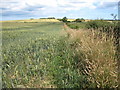 Ripening crops near Low Waupley