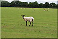 TM2095 : Sheep Grazing in Tasburgh iron Age Fort by Ashley Dace