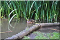 Tiverton : Westexe Park Duck Pond