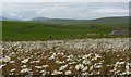 Daisy Field near Queena, Orkney mainland