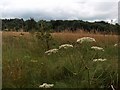 Common land near Hang Bank Wood, Rollestone