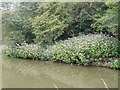 Himalayan Balsam