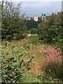 Callow Flats from Coneygree Wood