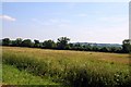 Field near Warmington