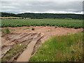 Field of potatoes near Brampton