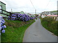 Hydrangeas in Clarach Bay chalet park