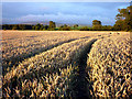 SD6173 : Wheat field near Tunstall Church by Karl and Ali