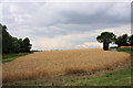 Sloping wheat field near Ridgewell