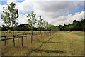 New plantings near Tilbury Juxta Clare church