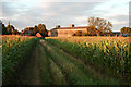 Maize field at Old Farm