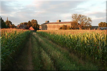 SK5232 : Maize field at Old Farm by David Lally