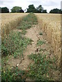 Parched Public Footpath - Wheatfield