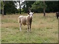 Bullock in East Wiltshire