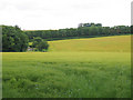 Crop Field near Oxney Bottom Wood