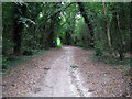 Track through Oxneybottom Wood