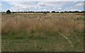 Field by Amesbury Road