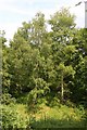 Trees from Deddington Castle