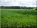 An a-maize-ing sight in Aberdeenshire!