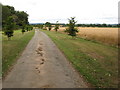 Avenue of trees, near Madley