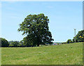 2010 : Oak tree in a field off Marsh Lane