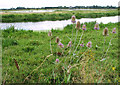 Teasels growing beside the River Little Ouse