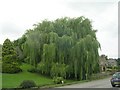 Weeping Willow - Main Street