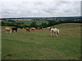 The route of the Jurassic Way south-west of East Farndon