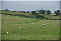 Sheep, The Welton, Lintrathen