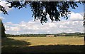 Field north of Grateley Lodge