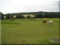 Grazing land north of Burythorpe