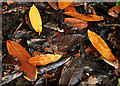 Mulching leaves, Huntly, Banbridge