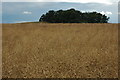 Ripe oil seed rape, Boddington