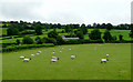 Sheep grazing north of Cellan, Ceredigion