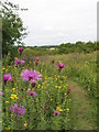 Lavernock Point nature reserve