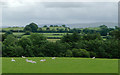 Grazing north of Tyncelyn, Ceredigion