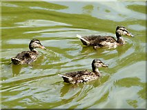 SP2179 : Ducklings at North end of lake at Ryton End by Anne Patterson